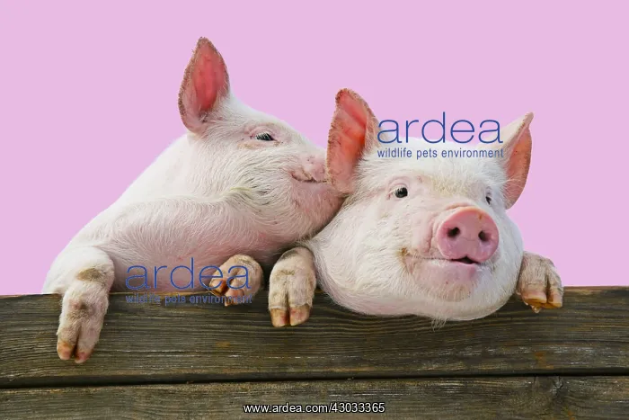 : PIGS. Piglets looking over door / fence. One speaking : PIGS. Piglets looking over door / fence. One speaking