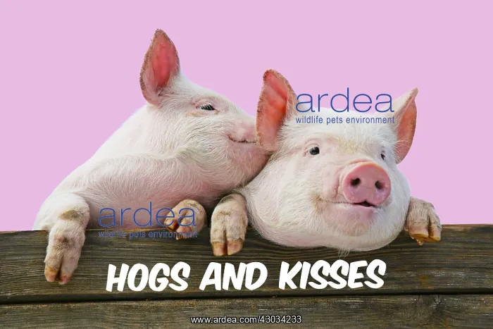  : PIGS. Piglets looking over door. One speaking