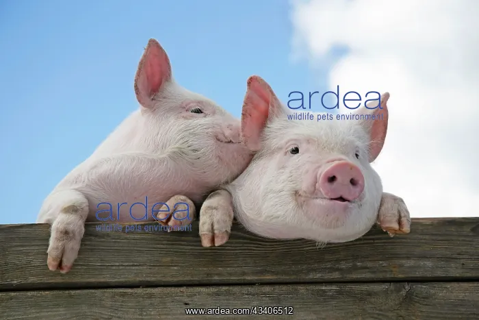 : PIGS. Piglets looking over door. One speaking : PIGS. Piglets looking over door. One speaking