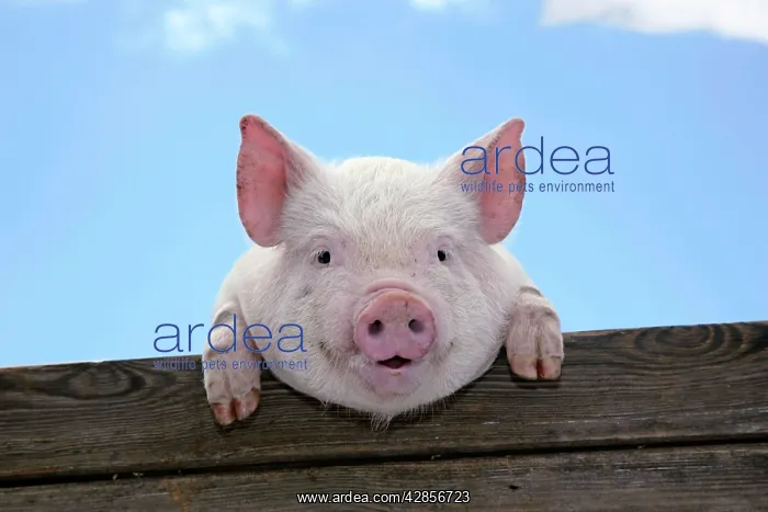  : Pigs - piglets looking over fence