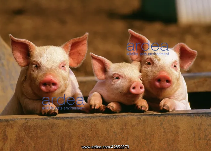  : Pigs - three piglets in row