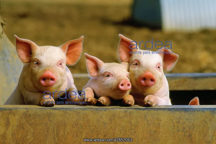  : PIGS - piglets x three peering over wall