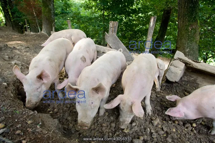 : Pigs reared outdoors Ferme Auberge des Buissonets : Pigs reared outdoors Ferme Auberge des Buissonets