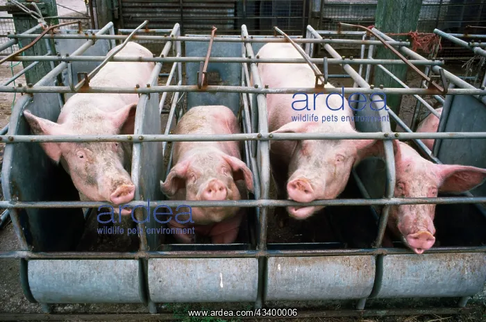  : PIGS - In rearing pens