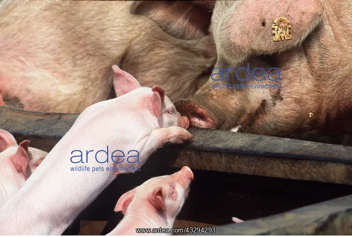 : PIGS - Sow and piglets : PIGS - Sow and piglets