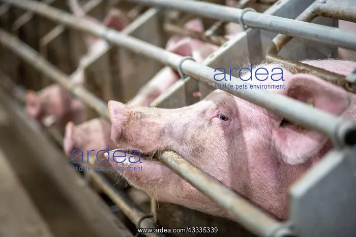 : Pigs (Sus) in a stall poking their snout through : Pigs (Sus) in a stall poking their snout through