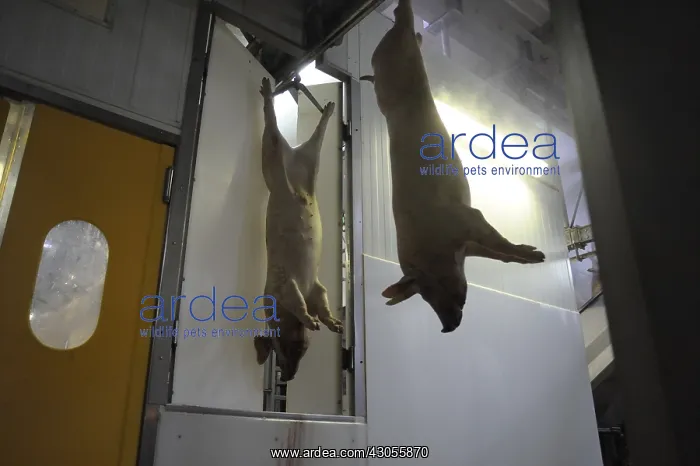 : Pigs suspended in a pork slaughter Rodez France : Pigs suspended in a pork slaughter Rodez France