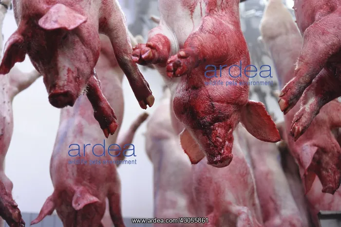 : Pigs suspended by their posteriors after bleeding Rodez : Pigs suspended by their posteriors after bleeding Rodez