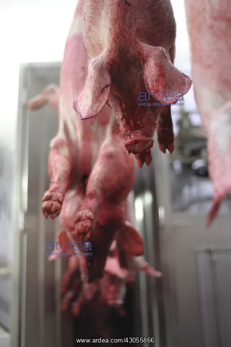 : Pigs suspended by their posteriors after bleeding Rodez : Pigs suspended by their posteriors after bleeding Rodez