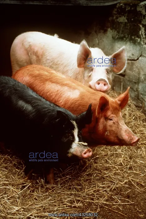 : PIGS - Three, Duroc (white), Tamworth (ginger) : PIGS - Three, Duroc (white), Tamworth (ginger)