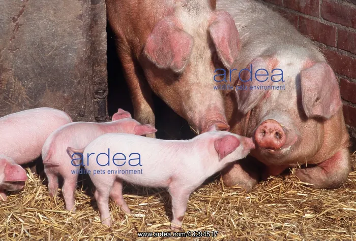 : PIGS - x two adults with piglets in sty : PIGS - x two adults with piglets in sty