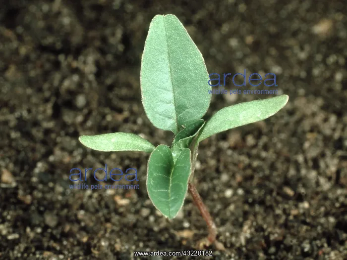: Pigweed or Amaranth : Pigweed or Amaranth
