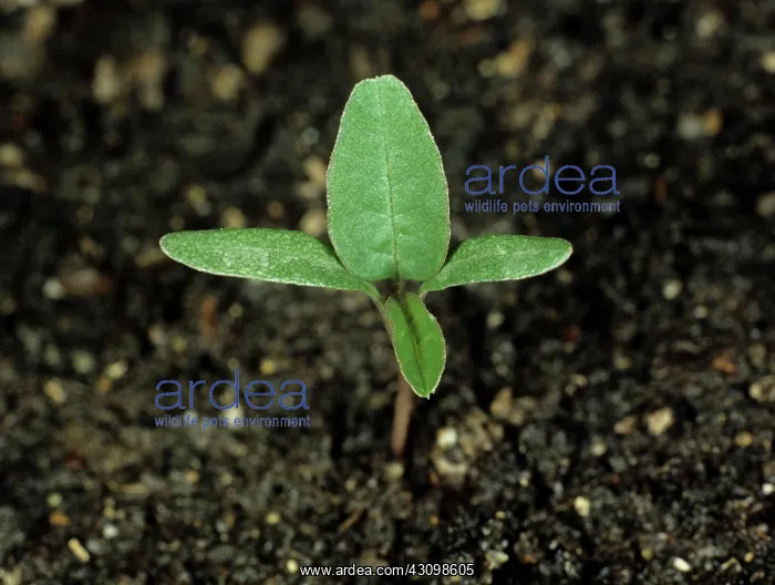 : Pigweed Seedling : Pigweed Seedling