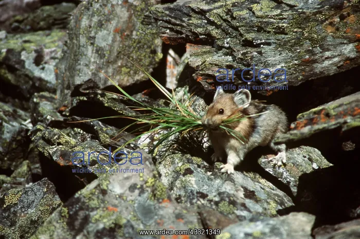 : PIKA - carrying winter food : PIKA - carrying winter food