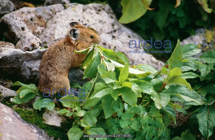 : PIKA / Cony - carrying food : PIKA / Cony - carrying food