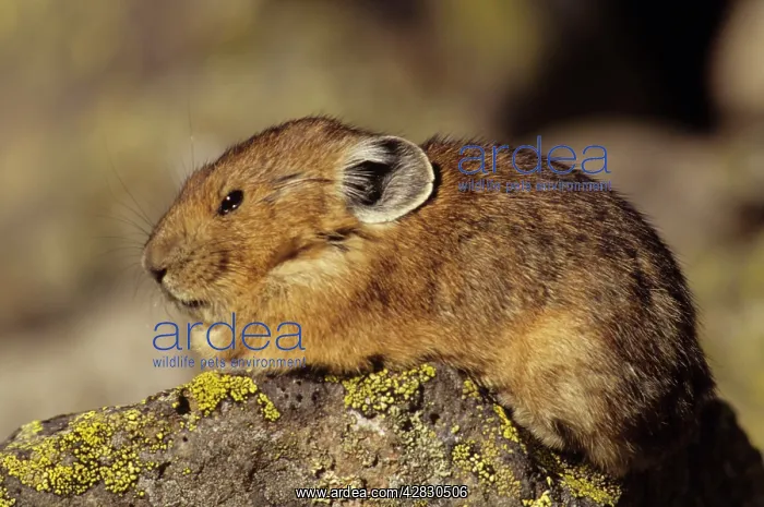 : Pika / Cony - Colorado : Pika / Cony - Colorado