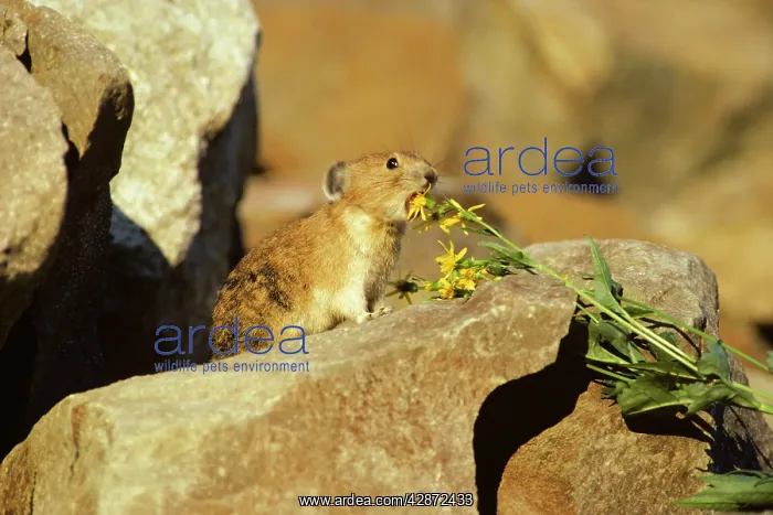: Pika / Cony - about to eat groundsel flower : Pika / Cony - about to eat groundsel flower