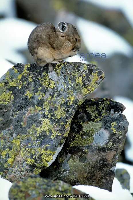 : PIKA / Cony - huddled on rock : PIKA / Cony - huddled on rock