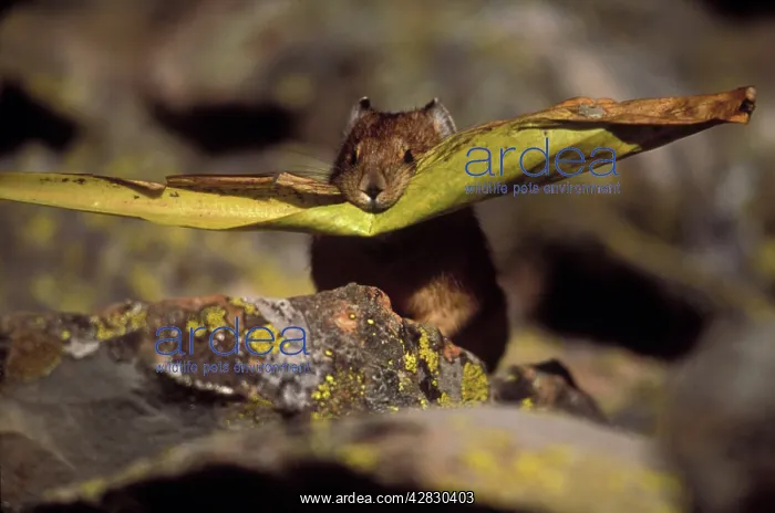 : Pika / Cony - Leaf in mouth, storing vegetation : Pika / Cony - Leaf in mouth, storing vegetation