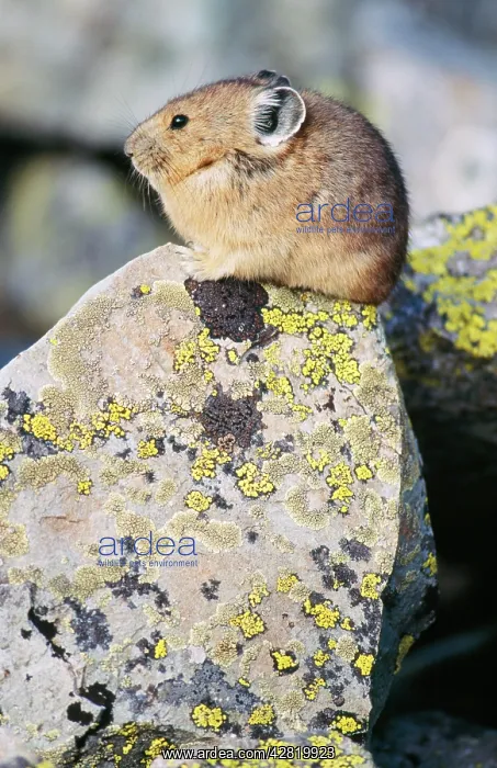 : PIKA / Cony - on rock : PIKA / Cony - on rock