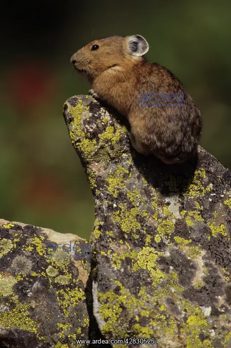 : Pika / Cony - On rock : Pika / Cony - On rock