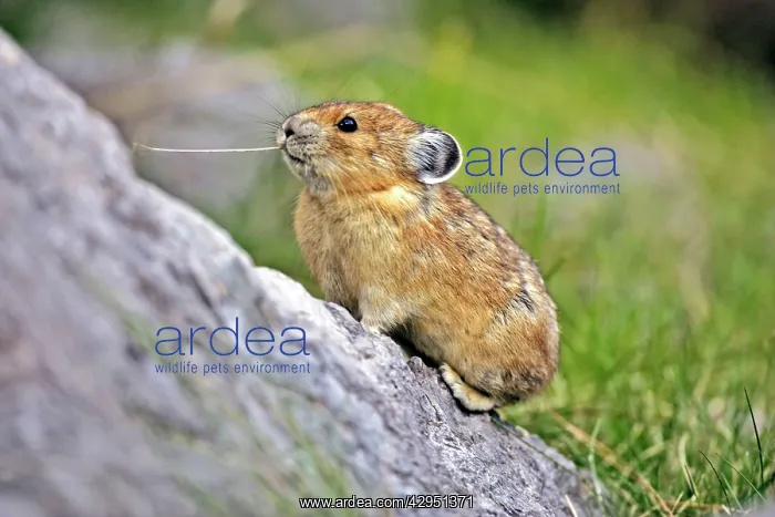 : Pika / Cony standing on boulder feeding on dry grass : Pika / Cony standing on boulder feeding on dry grass