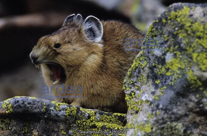 : Pika / Cony - Yawning : Pika / Cony - Yawning