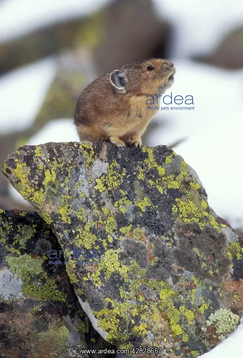 : PIKA / 'ConyI - calling to declare itIs territory : PIKA / 'ConyI - calling to declare itIs territory