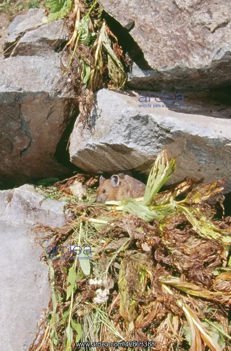 : Pika - With haypile : Pika - With haypile