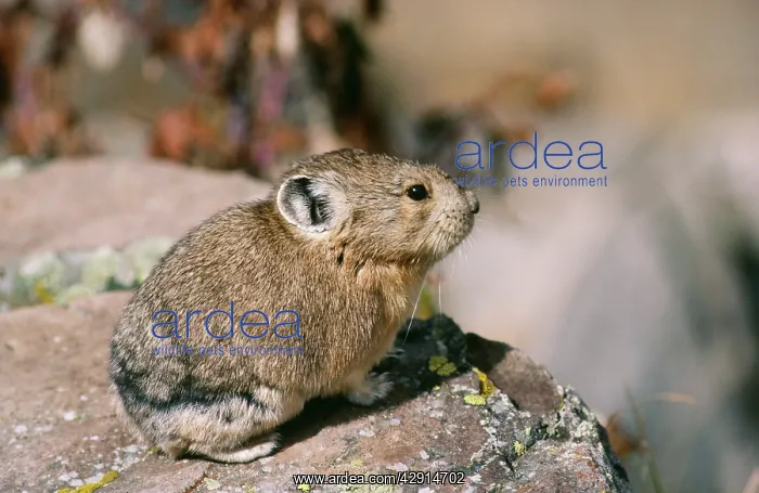 : PIKA (Ochotona princeps)