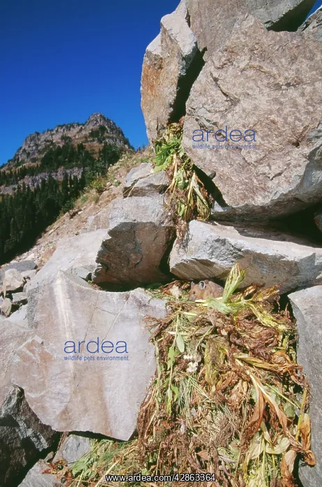 : PIKA - on pile of plants collected for winter food : PIKA - on pile of plants collected for winter food
