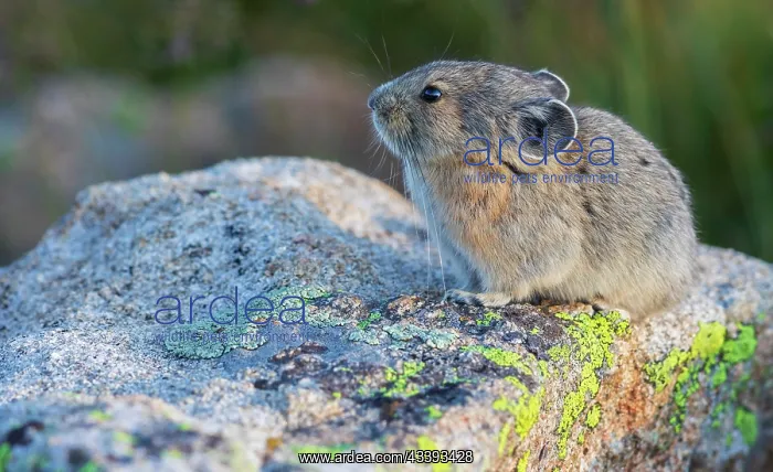 : Pika portrait in late light, Colorado, USA : Pika portrait in late light, Colorado, USA