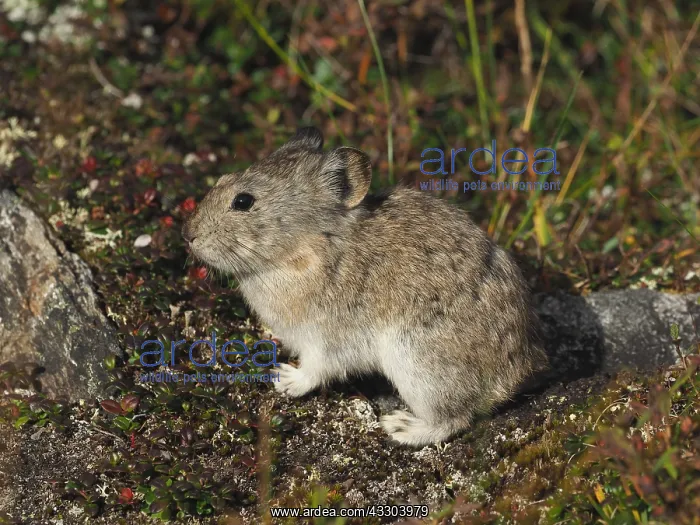 : Pika sitzt auf dem Bodenn OLYMPUS DIGITAL CAMERA : Pika sitzt auf dem Bodenn OLYMPUS DIGITAL CAMERA