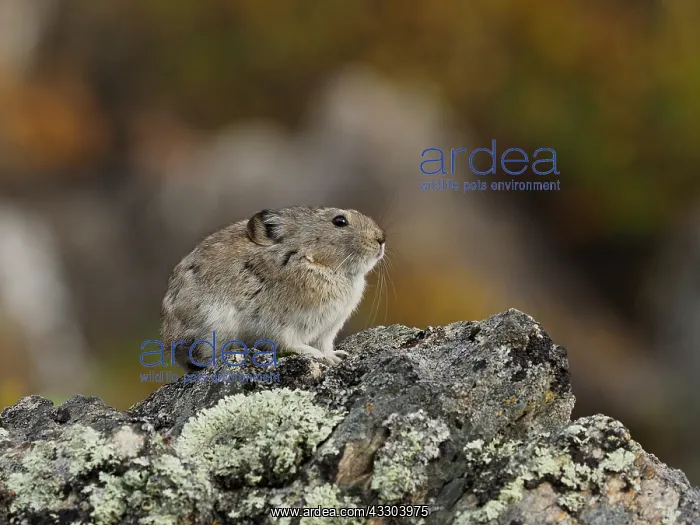 : Pika sitzt auf einem Felsen OLYMPUS DIGITAL CAMERA : Pika sitzt auf einem Felsen OLYMPUS DIGITAL CAMERA
