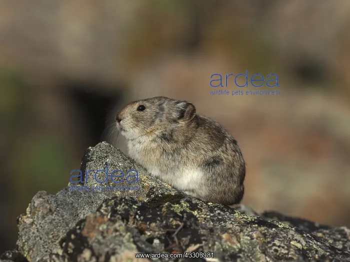 : Pika sitzt auf einem Felsen OLYMPUS DIGITAL CAMERA : Pika sitzt auf einem Felsen OLYMPUS DIGITAL CAMERA