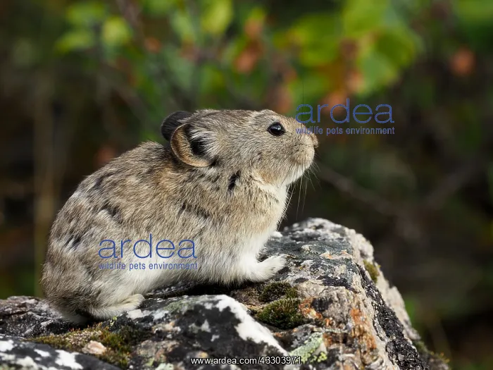 : Pika sitzt auf einem Felsen Pika sitzt auf einem : Pika sitzt auf einem Felsen Pika sitzt auf einem