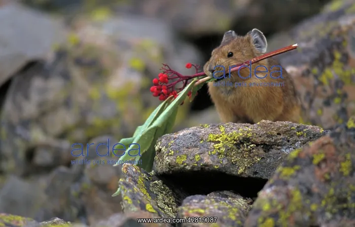 : Pika - storing vegetation to be used as food in winter : Pika - storing vegetation to be used as food in winter