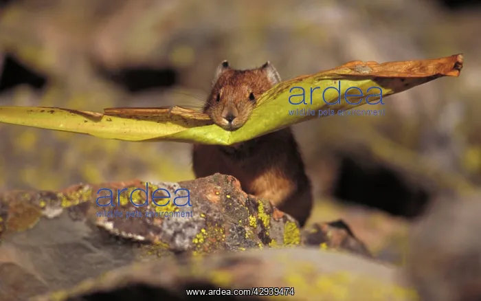 : Pika - storing vegetation to be used as food in winter : Pika - storing vegetation to be used as food in winter