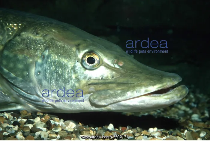 : PIKE : PIKE
