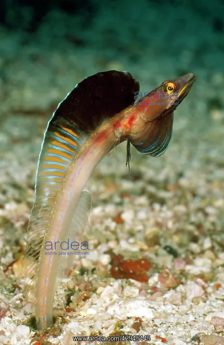  : Pike Blenny
