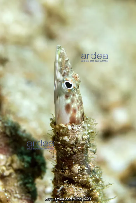 : Pike Blenny : Pike Blenny