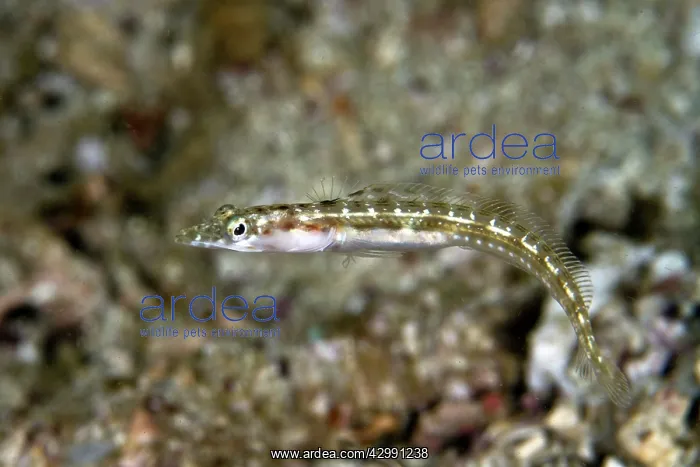 : Pike Blenny : Pike Blenny