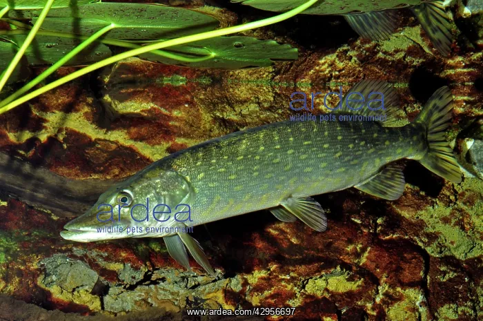  : Pike (Esox lucius). freshwaters, northwest Europe. A predatory fish, found in freshwater