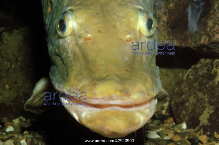 : Pike - freshwater : Pike - freshwater