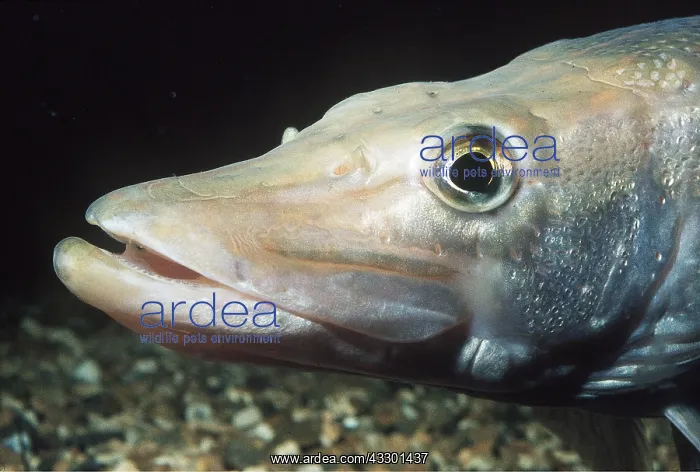 : PIKE - HEAD : PIKE - HEAD