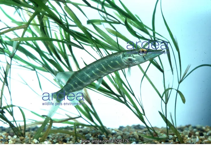: PIKE - juvenile : PIKE - juvenile