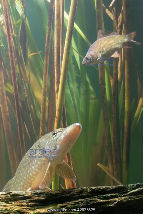 : Pike - in reeds watching prey : Pike - in reeds watching prey