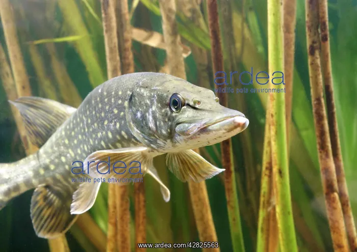 : Pike - front view in reeds : Pike - front view in reeds