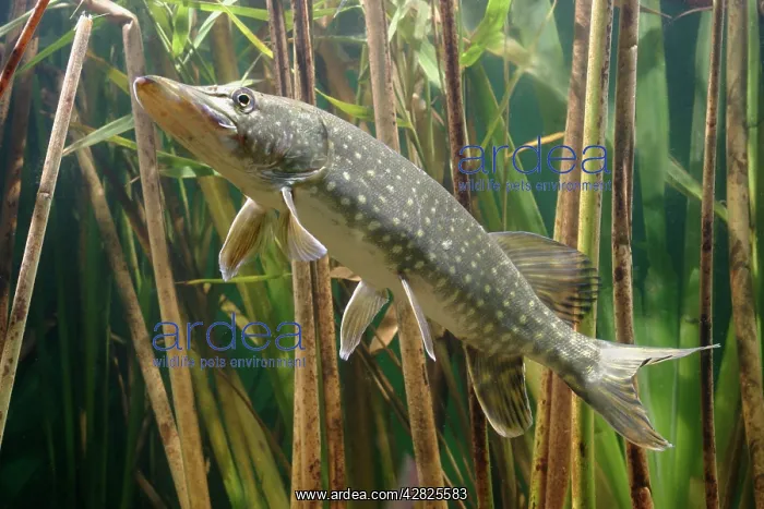 : Pike - side view in reeds : Pike - side view in reeds