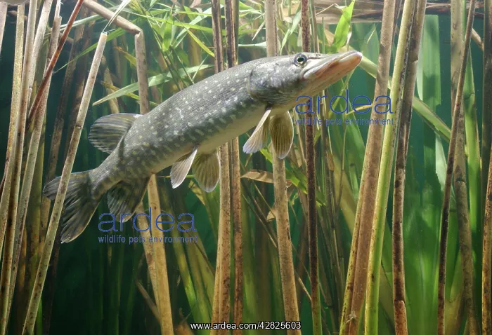 : Pike - side view in reeds : Pike - side view in reeds
